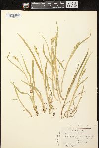 Carex stipata var. stipata image