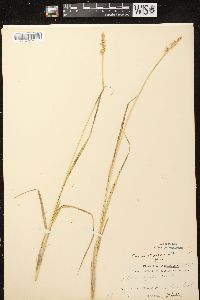 Carex stipata var. stipata image