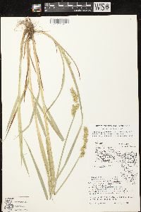 Carex stipata var. stipata image