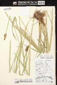 Carex stipata var. stipata image