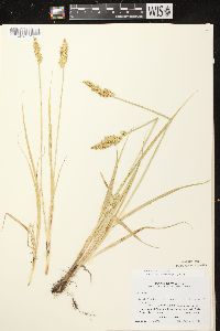 Carex stipata var. stipata image