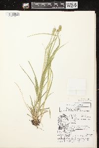 Carex stipata var. stipata image