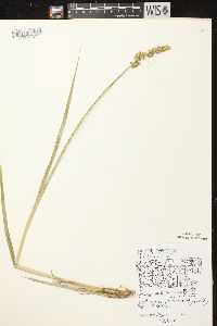 Carex stipata var. stipata image