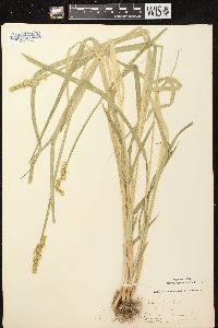 Carex stipata var. stipata image