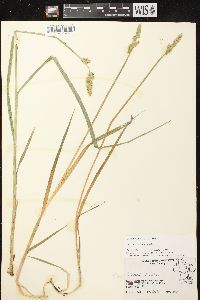 Carex stipata var. stipata image