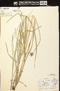 Carex stipata var. stipata image