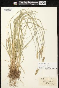 Carex stipata var. stipata image