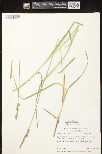 Carex stipata var. stipata image