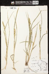 Carex stipata var. stipata image