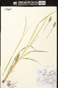 Carex stipata var. stipata image