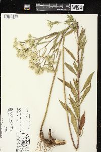 Eupatorium altissimum image