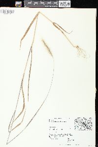 Elymus villosus image