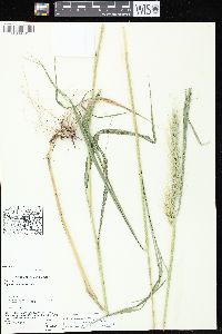 Elymus riparius image