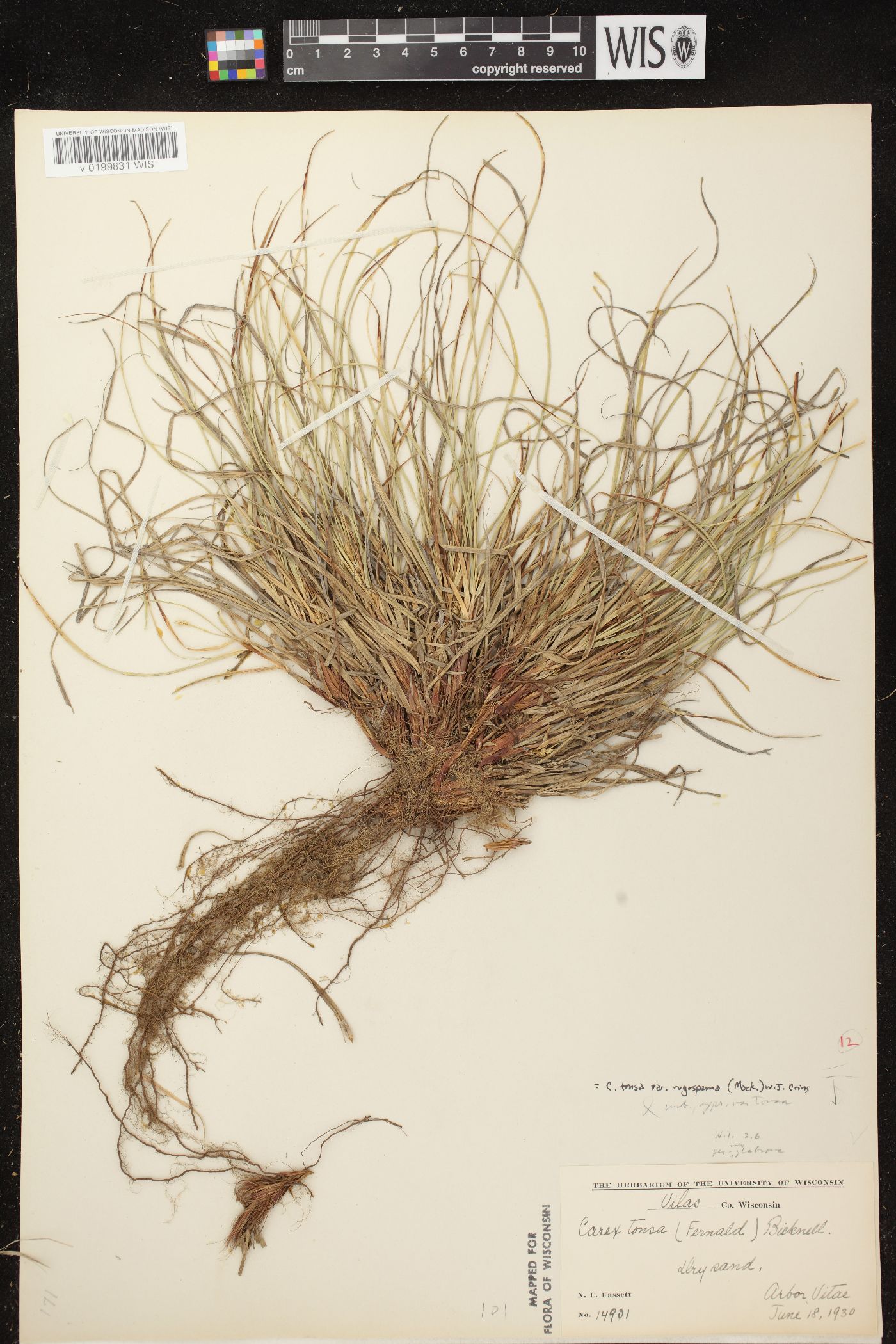 Carex tonsa image