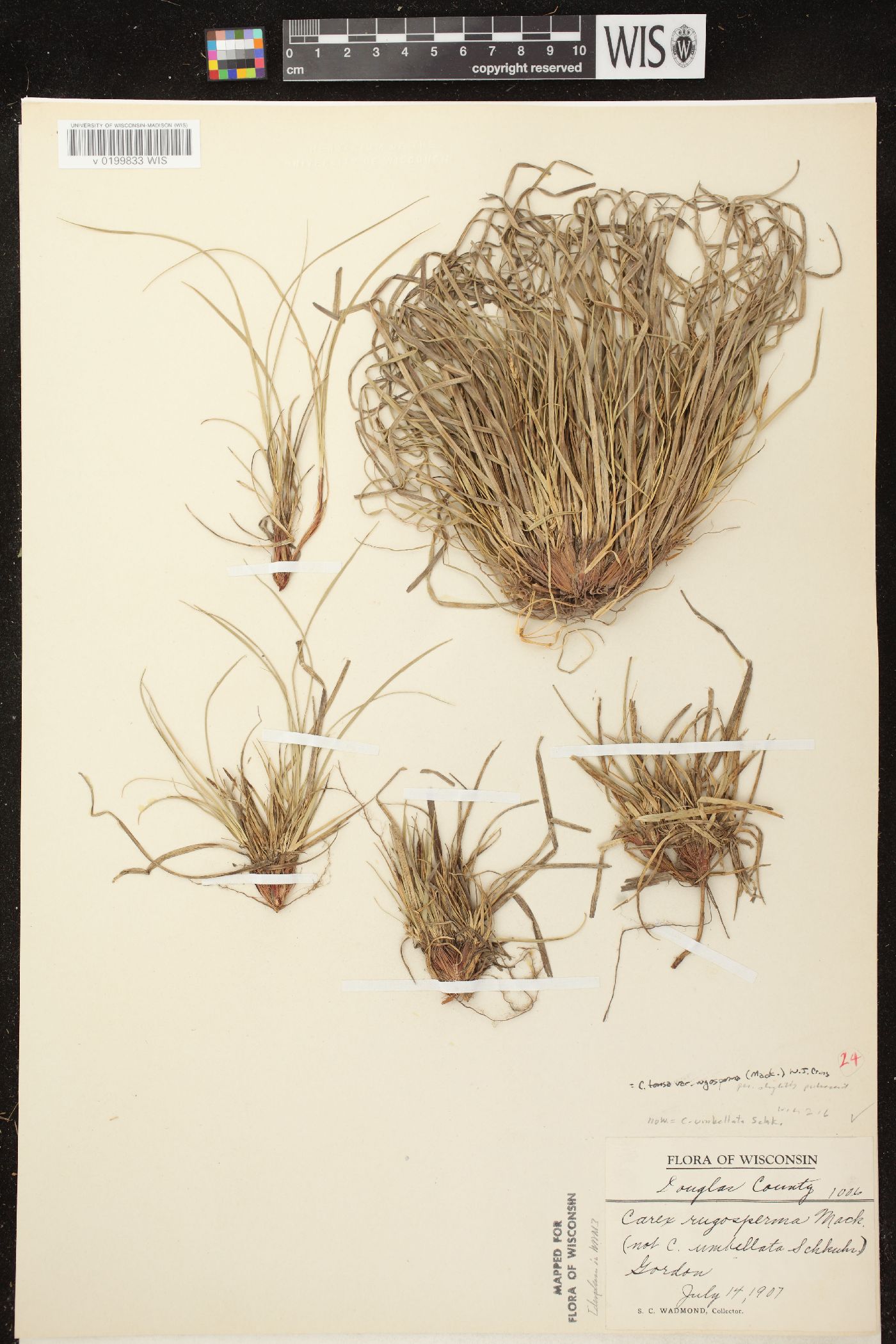 Carex tonsa var. rugosperma image