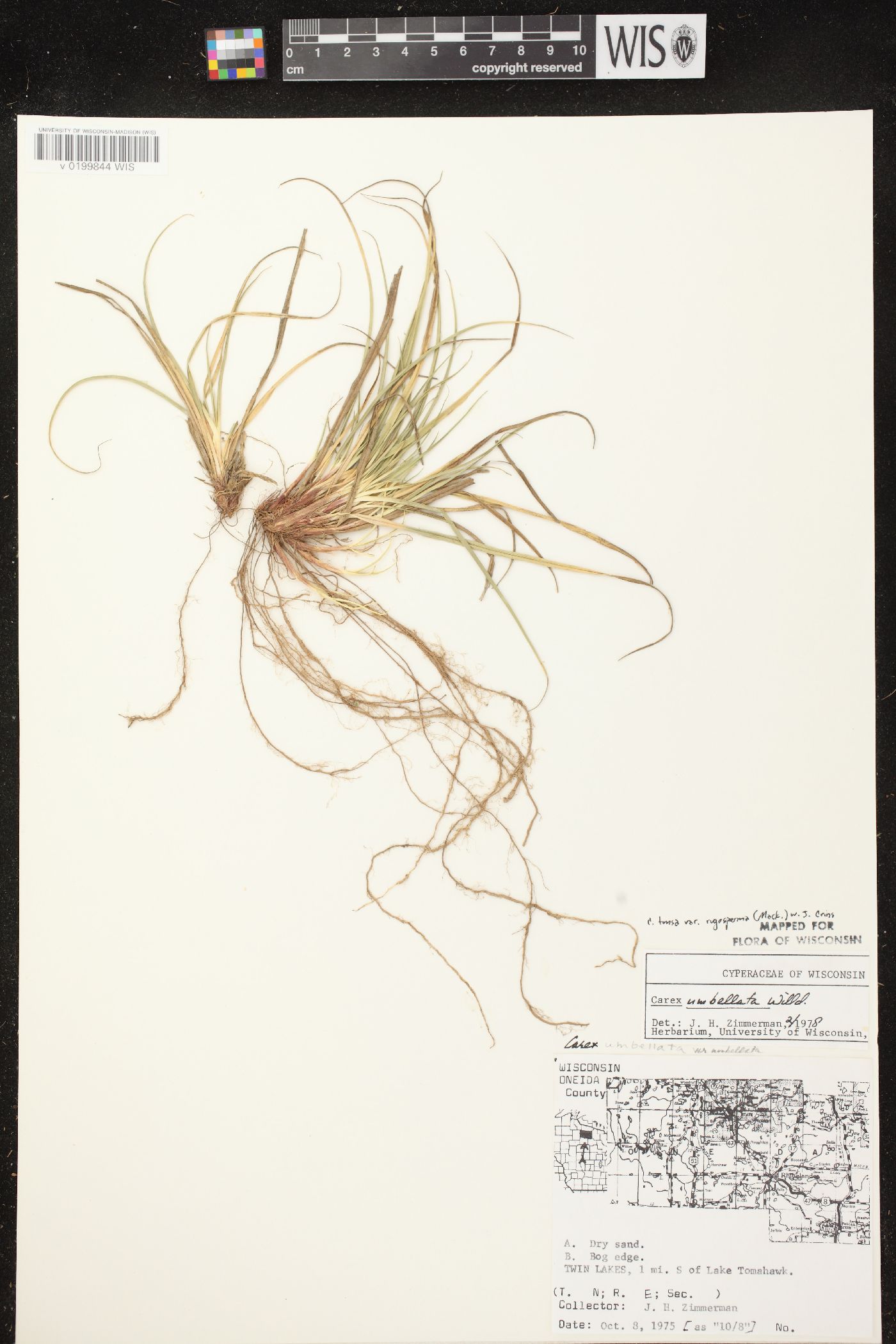 Carex tonsa image