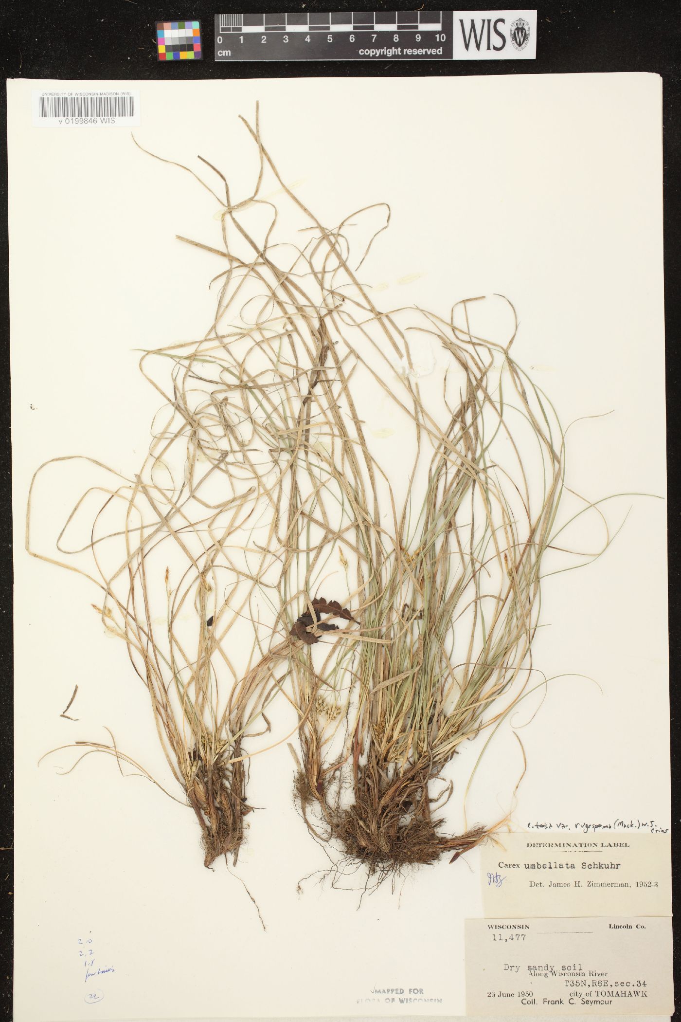 Carex tonsa image