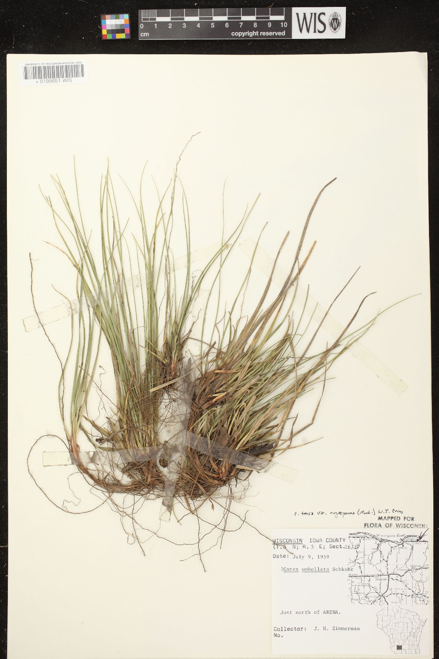 Carex tonsa var. rugosperma image