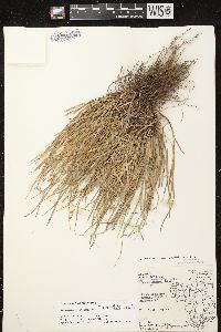 Carex tonsa image