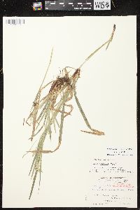 Carex arctata image