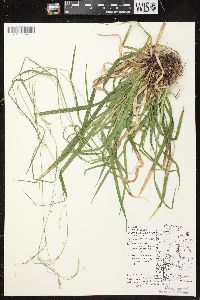 Carex arctata image