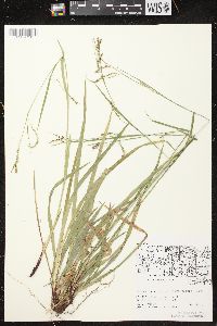 Carex arctata image