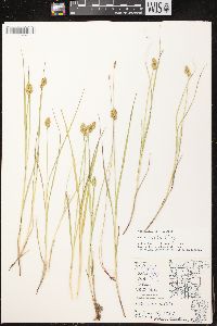 Carex bebbii image