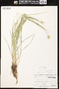 Carex bebbii image