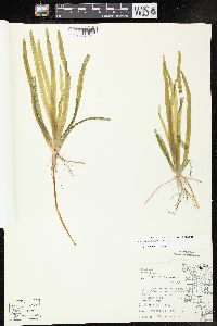 Vallisneria americana image