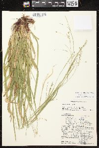 Carex arctata image