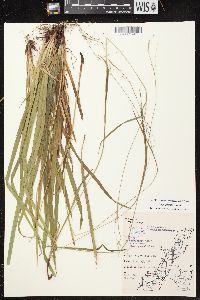 Carex arctata image