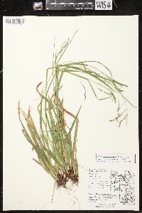 Carex arctata image