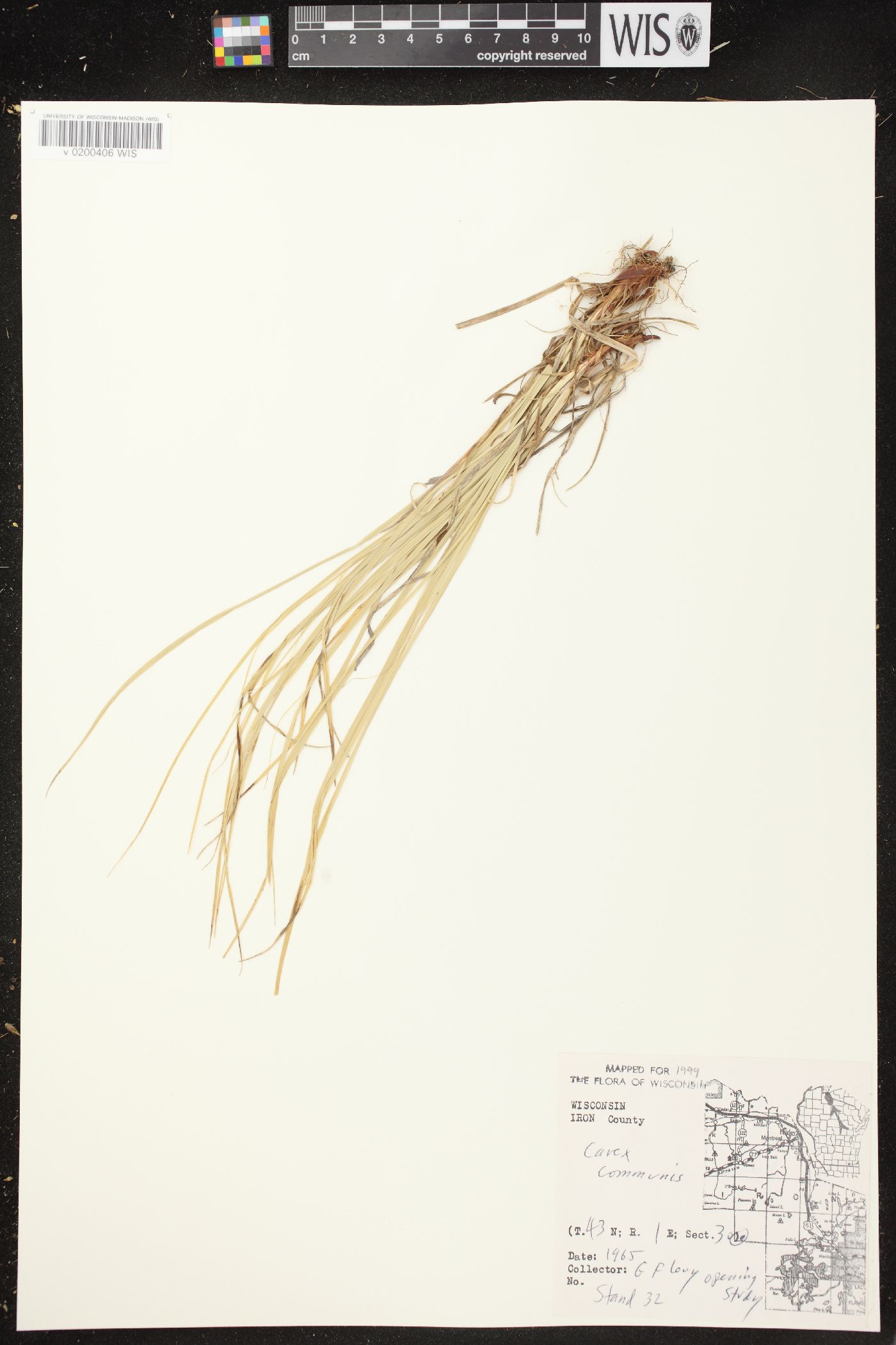Carex communis var. communis image