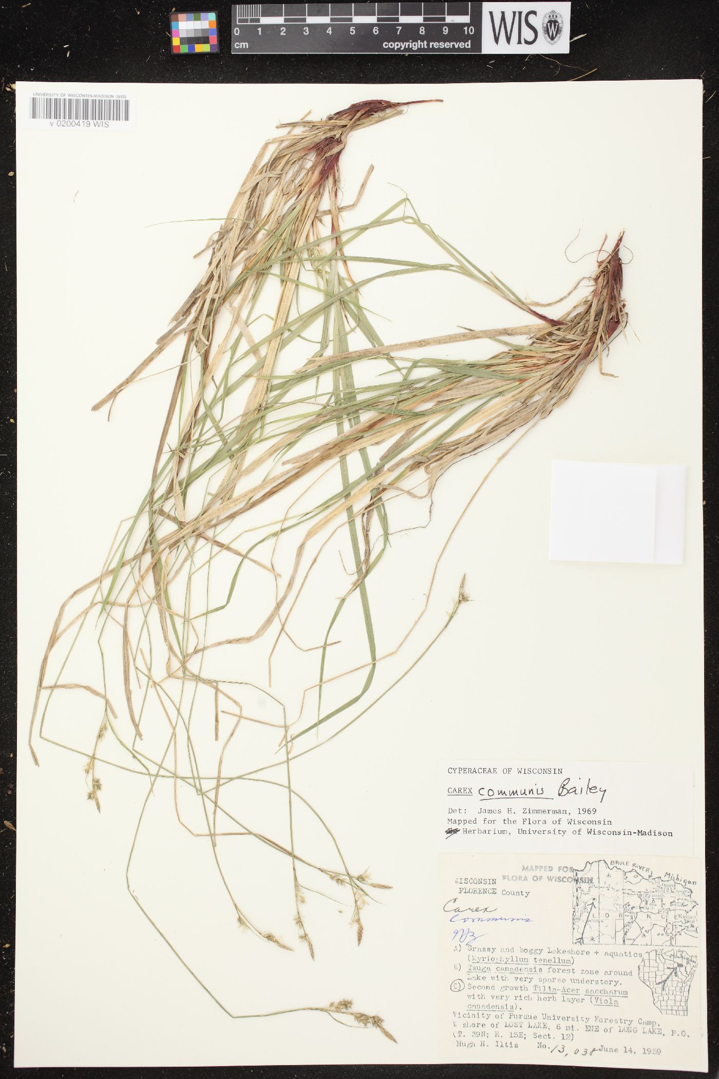 Carex communis var. communis image