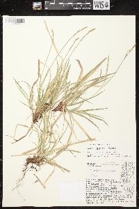 Carex communis var. communis image