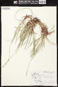 Carex communis var. communis image