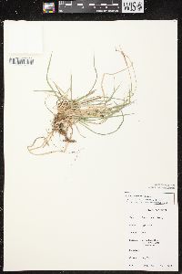 Carex communis var. communis image