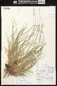 Carex communis var. communis image