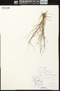 Carex conoidea image