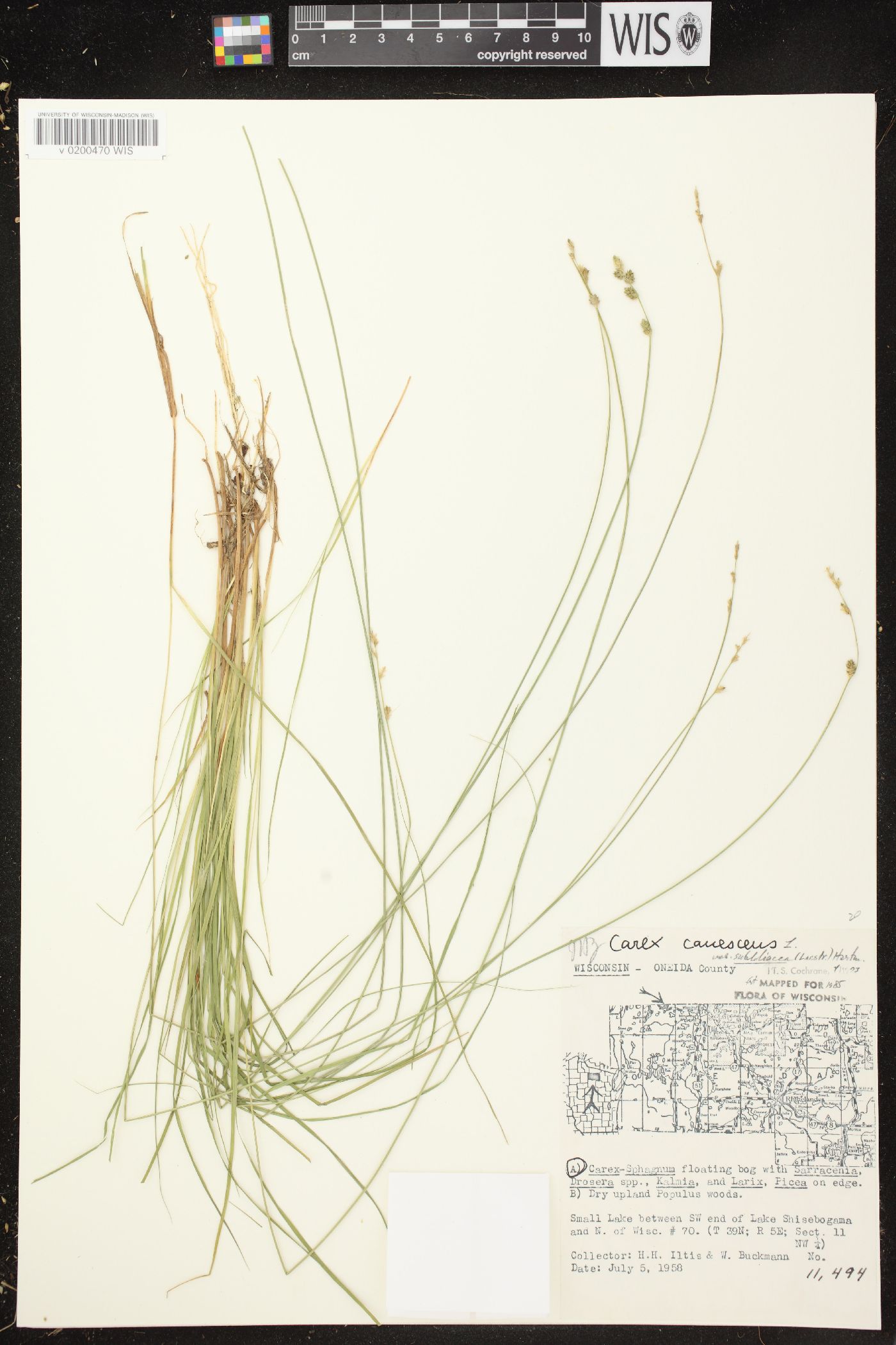 Carex canescens subsp. canescens image