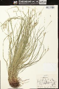Carex debilis var. rudgei image