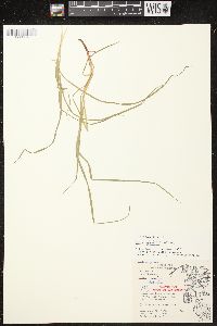 Carex debilis var. rudgei image