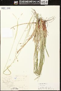 Carex debilis var. rudgei image