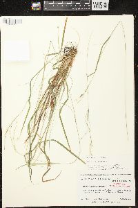 Carex debilis var. rudgei image