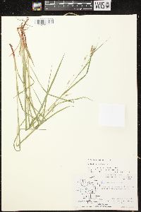 Carex debilis var. rudgei image