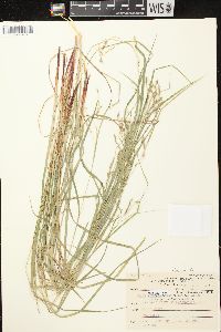 Carex debilis var. rudgei image