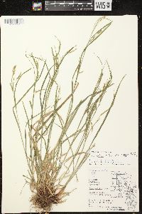 Carex debilis var. rudgei image