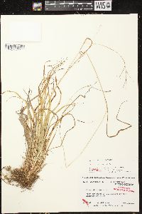 Carex debilis var. rudgei image