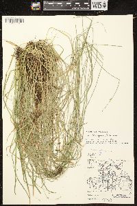 Carex deweyana image