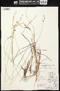 Carex echinata image